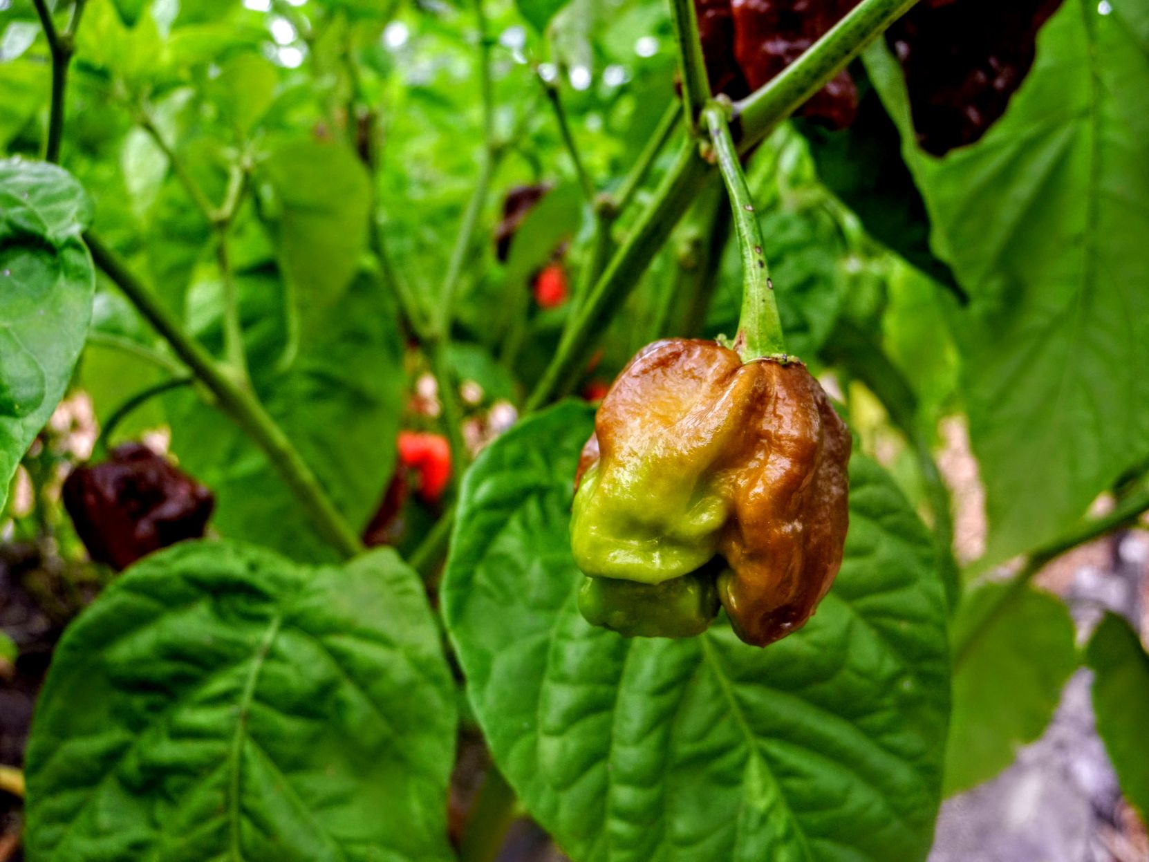 chocolate pepper.JPG (copy)
